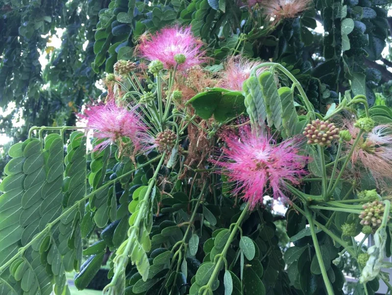 Monkeypod Live Tree Plant, 5-10 Inch Tall Tropical Shade Tree Starter in 4 Inch Pot, Outdoor - Image 1