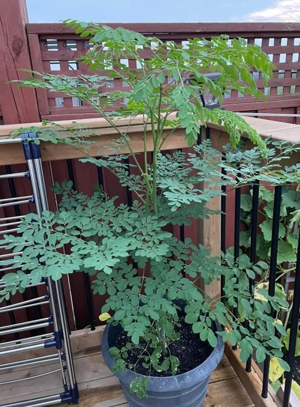 Moringa Oleifera Live Plant - 4-8 Inch Drumstick Tree Starter in 4 Inch Pot, Outdoor Full Sun Moringa Oleifera Live Plant - 4-8 Inch Drumstick Tree Starter in 4 Inch Pot, Outdoor Full Sun - Image 2