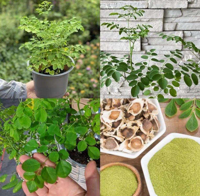 Moringa Oleifera Live Plant - 4-8 Inch Drumstick Tree Starter in 4 Inch Pot, Outdoor Full Sun Moringa Oleifera Live Plant - 4-8 Inch Drumstick Tree Starter in 4 Inch Pot, Outdoor Full Sun - Image 3