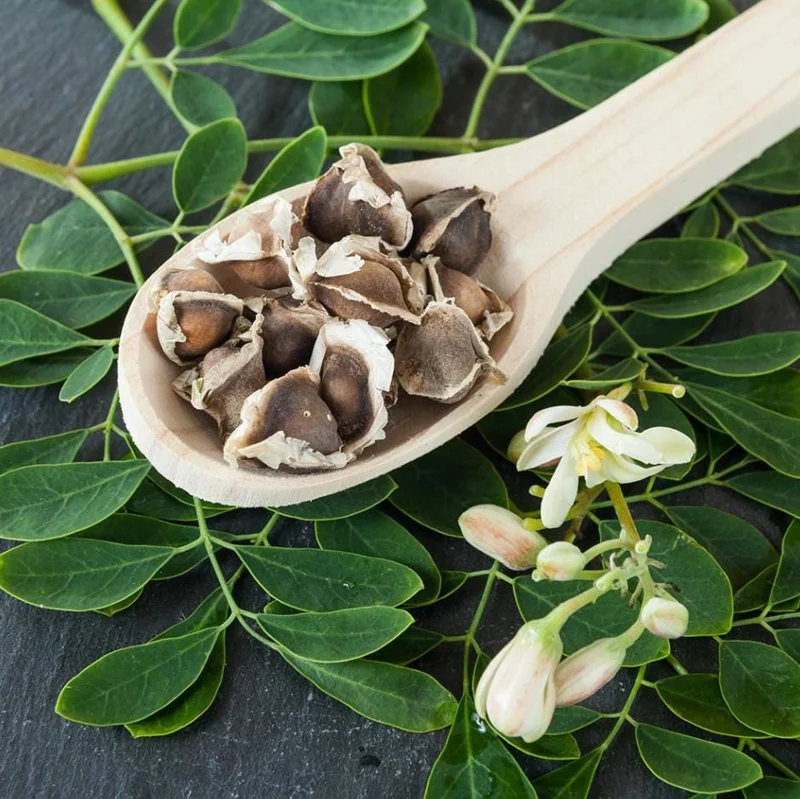 Moringa Oleifera Live Plant - 4-8 Inch Drumstick Tree Starter in 4 Inch Pot, Outdoor Full Sun Moringa Oleifera Live Plant - 4-8 Inch Drumstick Tree Starter in 4 Inch Pot, Outdoor Full Sun - Image 4