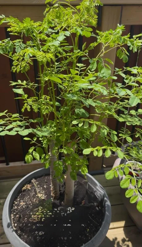 Moringa Oleifera Live Plant - 4-8 Inch Drumstick Tree Starter in 4 Inch Pot, Outdoor Full Sun Moringa Oleifera Live Plant - 4-8 Inch Drumstick Tree Starter in 4 Inch Pot, Outdoor Full Sun - Image 5