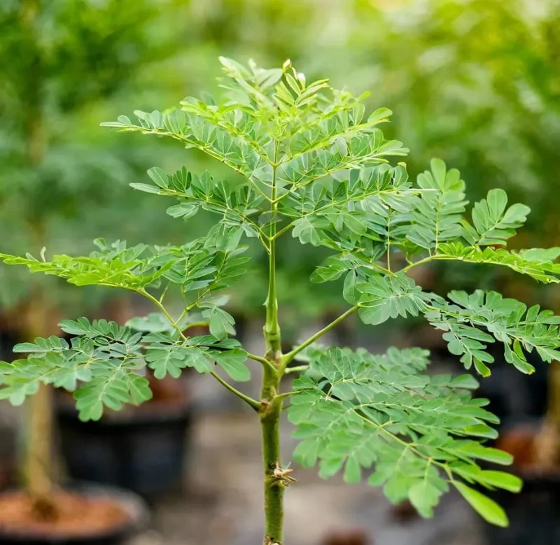 Moringa Oleifera Live Plant - 4-8 Inch Drumstick Tree Starter in 4 Inch Pot, Outdoor Full Sun Moringa Oleifera Live Plant - 4-8 Inch Drumstick Tree Starter in 4 Inch Pot, Outdoor Full Sun - Image 6