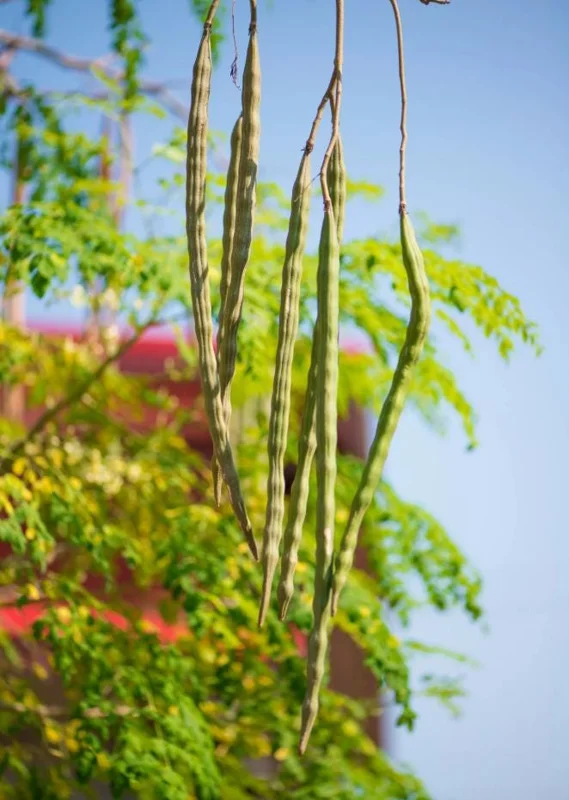 Moringa Oleifera Live Plant - 4-8 Inch Drumstick Tree Starter in 4 Inch Pot, Outdoor Full Sun Moringa Oleifera Live Plant - 4-8 Inch Drumstick Tree Starter in 4 Inch Pot, Outdoor Full Sun - Image 7