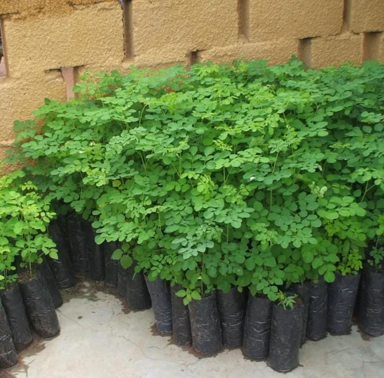 Moringa Oleifera Live Plant - 4-8 Inch Drumstick Tree Starter in 4 Inch Pot, Outdoor Full Sun Moringa Oleifera Live Plant - 4-8 Inch Drumstick Tree Starter in 4 Inch Pot, Outdoor Full Sun - Image 9
