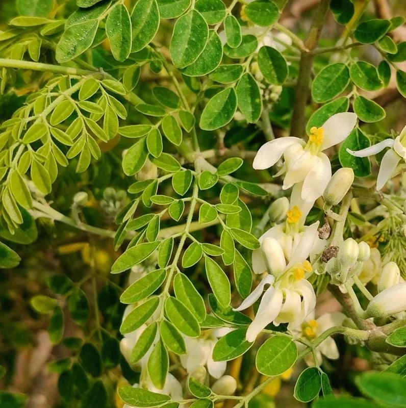 Moringa Oleifera Live Plant - 4-8 Inch Drumstick Tree Starter in 4 Inch Pot, Outdoor Full Sun Moringa Oleifera Live Plant - 4-8 Inch Drumstick Tree Starter in 4 Inch Pot, Outdoor Full Sun - Image 1