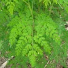 Moringa Tree Live Plant - Drumstick Tree, 1 Gallon Pot, Fast Growing Outdoor - Image 1