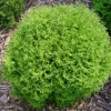 Mr. Bowling Ball Arborvitae Live Tree - 12-18" Tall, 1 Gallon Pot - Thuja occidentalis - Image 1