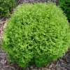 Mr. Bowling Ball Arborvitae Live Tree - 4-6" Tall Evergreen Shrub - 1qt Pot - Image 1