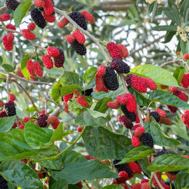 Mulberry Tree Live Plant – 4 inch Pot, 8-12 Inches Tall – Sweet Fruit Mulberry Tree Live Plant – 4 inch Pot, 8-12 Inches Tall – Sweet Fruit - Image 2