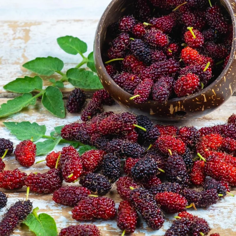 Mulberry Tree Live Plant – 4 inch Pot, 8-12 Inches Tall – Sweet Fruit Mulberry Tree Live Plant – 4 inch Pot, 8-12 Inches Tall – Sweet Fruit - Image 3