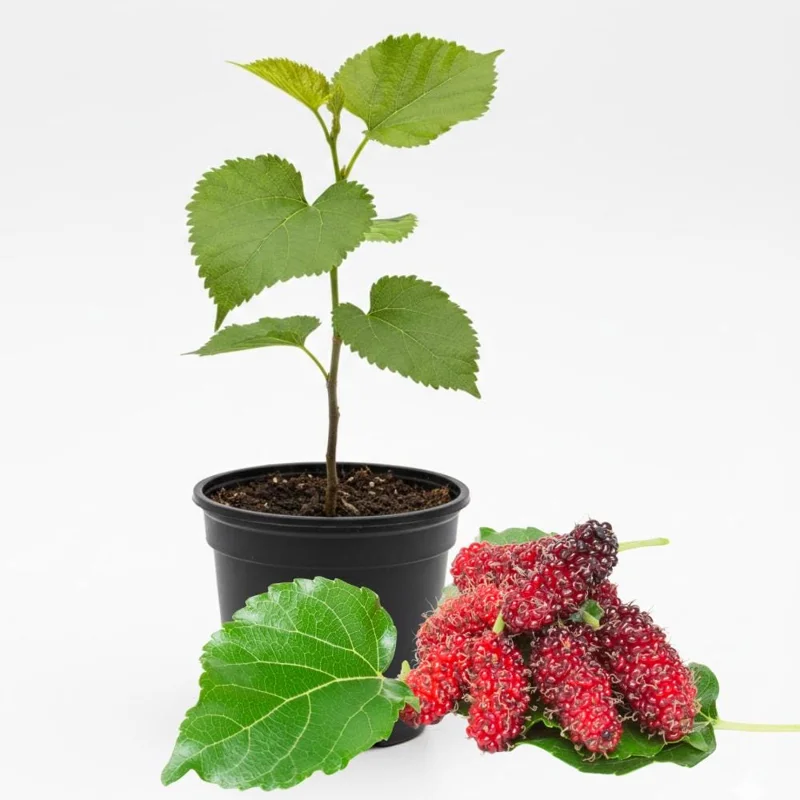 Mulberry Tree Live Plant – 4 inch Pot, 8-12 Inches Tall – Sweet Fruit Mulberry Tree Live Plant – 4 inch Pot, 8-12 Inches Tall – Sweet Fruit - Image 4