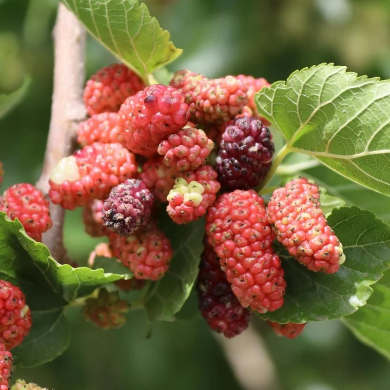 Mulberry Tree Live Plant – 4 inch Pot, 8-12 Inches Tall – Sweet Fruit Mulberry Tree Live Plant – 4 inch Pot, 8-12 Inches Tall – Sweet Fruit - Image 5