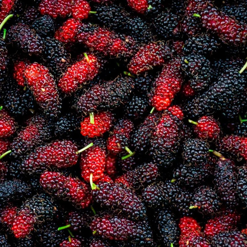 Mulberry Tree Live Plant – 4 inch Pot, 8-12 Inches Tall – Sweet Fruit Mulberry Tree Live Plant – 4 inch Pot, 8-12 Inches Tall – Sweet Fruit - Image 6