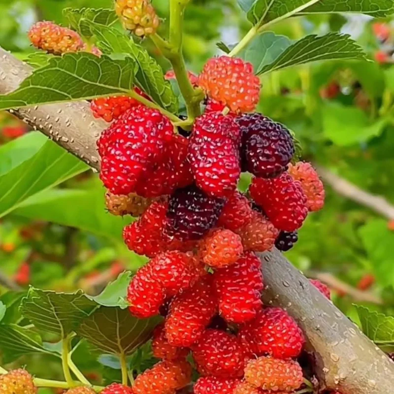 Mulberry Tree Live Plant – 4 inch Pot, 8-12 Inches Tall – Sweet Fruit Mulberry Tree Live Plant – 4 inch Pot, 8-12 Inches Tall – Sweet Fruit - Image 7