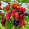 Mulberry Tree Live Plant – 4 inch Pot, 8-12 Inches Tall – Sweet Fruit Mulberry Tree Live Plant – 4 inch Pot, 8-12 Inches Tall – Sweet Fruit - Image 1