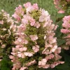 Munchkin Oakleaf Hydrangea Live Plant - 6-12" Tall, 1 Quart Pot, Ornamental Shrub - Image 1