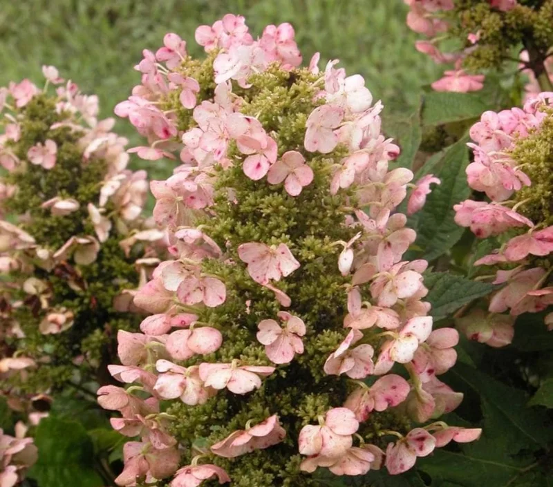 Munchkin Oakleaf Hydrangea Live Plant - 6-12" Tall, 1 Quart Pot, Ornamental Shrub Munchkin Oakleaf Hydrangea Live Plant - 6-12" Tall, 1 Quart Pot, Ornamental Shrub - Image 1