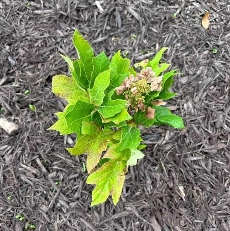 Munchkin Oakleaf Hydrangea Live Plant - 6-12" Tall, 1 Quart Pot, Ornamental Shrub Munchkin Oakleaf Hydrangea Live Plant - 6-12" Tall, 1 Quart Pot, Ornamental Shrub - Image 2
