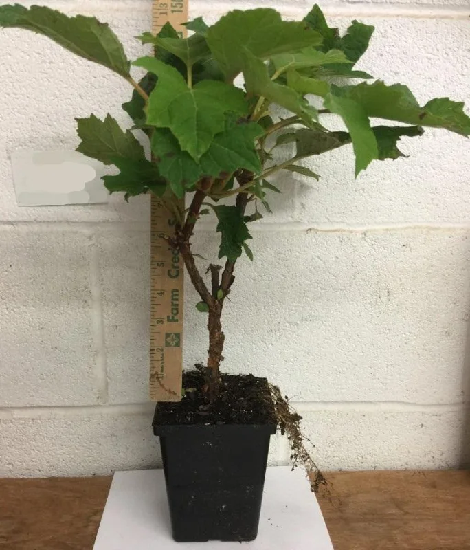 Munchkin Oakleaf Hydrangea Live Plant - 6-12" Tall, 1 Quart Pot, Ornamental Shrub Munchkin Oakleaf Hydrangea Live Plant - 6-12" Tall, 1 Quart Pot, Ornamental Shrub - Image 3