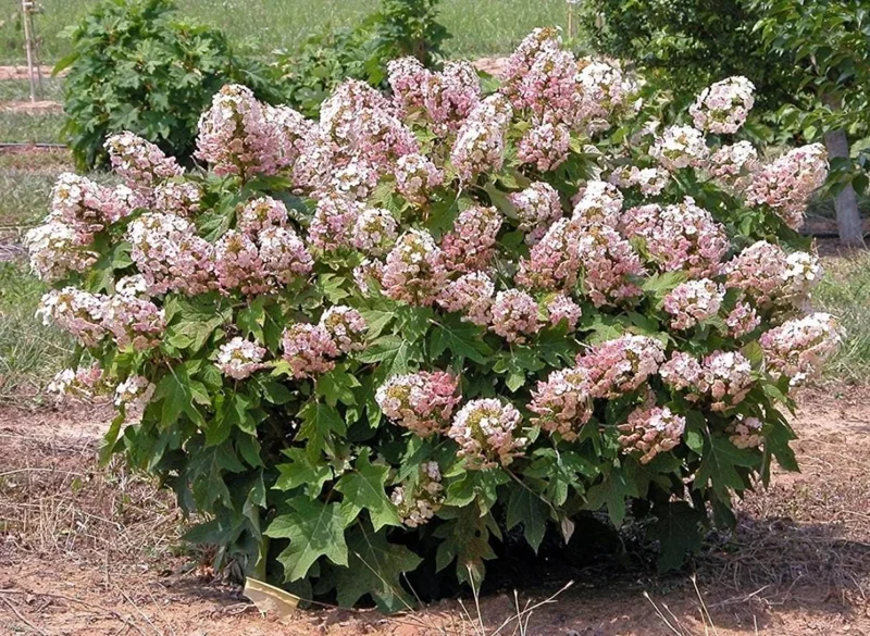 Munchkin Oakleaf Hydrangea Live Plant - 6-12" Tall, 1 Quart Pot, Ornamental Shrub Munchkin Oakleaf Hydrangea Live Plant - 6-12" Tall, 1 Quart Pot, Ornamental Shrub - Image 4