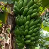 Mysore Banana Live Plant Starter - 4-6" Tall - Edible Fruit Tree Mysore Banana Live Plant Starter - 4-6" Tall - Edible Fruit Tree - Image 1