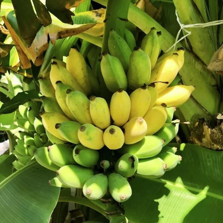 Nam Wah Banana Live Plant - 4-6 inch Tall Tropical Edible Fruit Tree Starter Nam Wah Banana Live Plant - 4-6 inch Tall Tropical Edible Fruit Tree Starter - Image 2