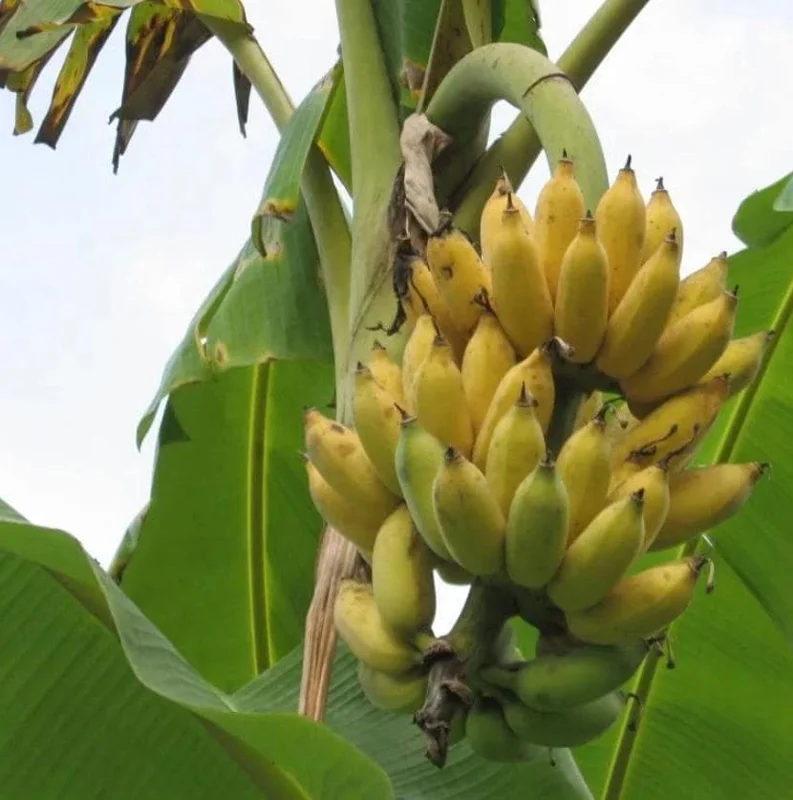 Nam Wah Banana Live Plant - 4-6 inch Tall Tropical Edible Fruit Tree Starter Nam Wah Banana Live Plant - 4-6 inch Tall Tropical Edible Fruit Tree Starter - Image 4