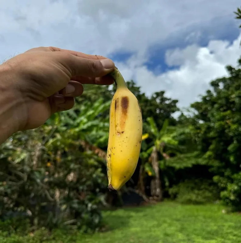 Nam Wah Banana Live Plant - 4-6 inch Tall Tropical Edible Fruit Tree Starter Nam Wah Banana Live Plant - 4-6 inch Tall Tropical Edible Fruit Tree Starter - Image 5