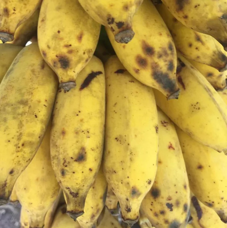 Nam Wah Banana Live Plant - 4-6 inch Tall Tropical Edible Fruit Tree Starter Nam Wah Banana Live Plant - 4-6 inch Tall Tropical Edible Fruit Tree Starter - Image 6