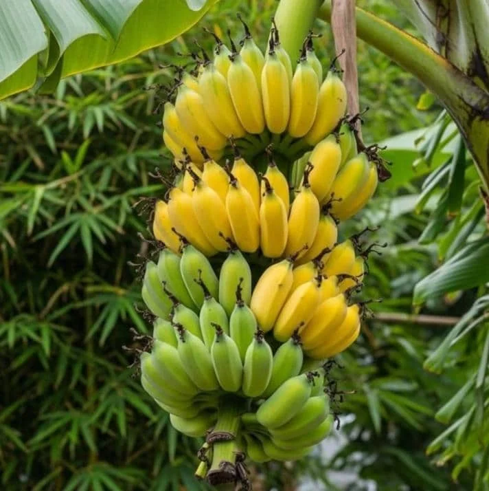 Nam Wah Banana Live Plant - 4-6 inch Tall Tropical Edible Fruit Tree Starter Nam Wah Banana Live Plant - 4-6 inch Tall Tropical Edible Fruit Tree Starter - Image 1