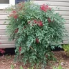 Nandina Domestica Live Plant - Heavenly Bamboo Shrub - 6-9" Tall, 3" Pot - Image 1