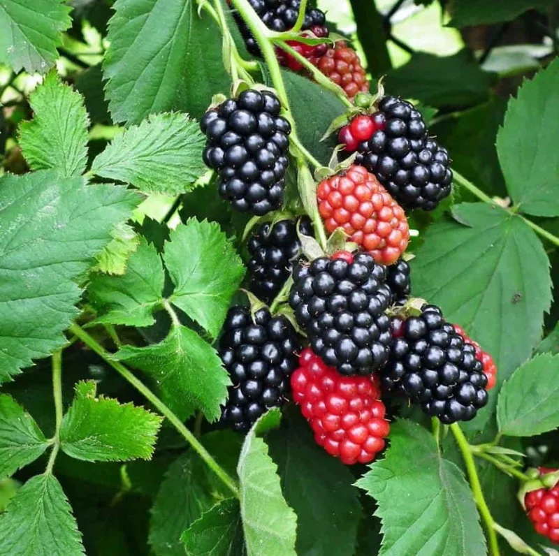 Navaho Thornless Blackberry Live Plant - Set of 2, 4-6" Tall Bare Root, Outdoor Fruiting Shrub Navaho Thornless Blackberry Live Plant - Set of 2, 4-6" Tall Bare Root, Outdoor Fruiting Shrub - Image 2