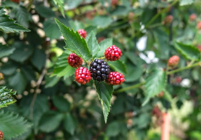 Navaho Thornless Blackberry Live Plant - Set of 2, 4-6" Tall Bare Root, Outdoor Fruiting Shrub Navaho Thornless Blackberry Live Plant - Set of 2, 4-6" Tall Bare Root, Outdoor Fruiting Shrub - Image 4