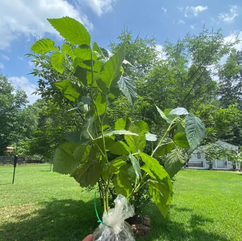 Navaho Thornless Blackberry Live Plant - Set of 2, 4-6" Tall Bare Root, Outdoor Fruiting Shrub Navaho Thornless Blackberry Live Plant - Set of 2, 4-6" Tall Bare Root, Outdoor Fruiting Shrub - Image 5