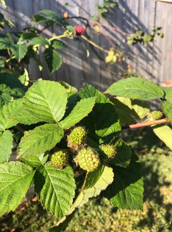 Navaho Thornless Blackberry Live Plant - Set of 2, 4-6" Tall Bare Root, Outdoor Fruiting Shrub Navaho Thornless Blackberry Live Plant - Set of 2, 4-6" Tall Bare Root, Outdoor Fruiting Shrub - Image 7