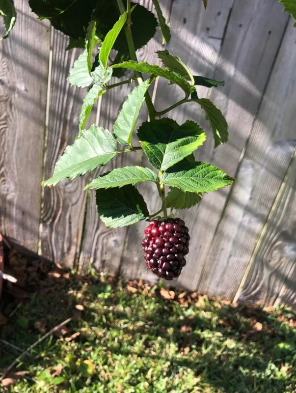 Navaho Thornless Blackberry Live Plant - Set of 2, 4-6" Tall Bare Root, Outdoor Fruiting Shrub Navaho Thornless Blackberry Live Plant - Set of 2, 4-6" Tall Bare Root, Outdoor Fruiting Shrub - Image 8