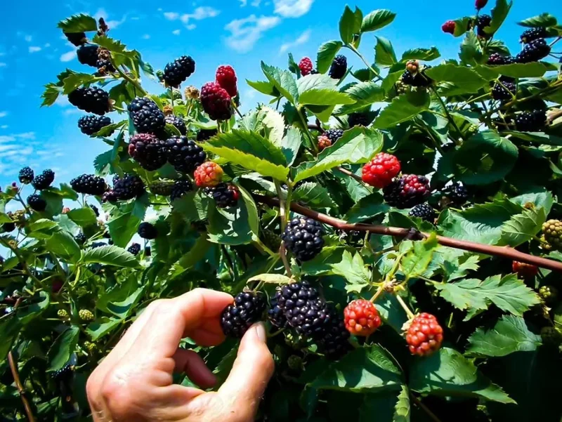 Navaho Thornless Blackberry Live Plant - Set of 2, 4-6" Tall Bare Root, Outdoor Fruiting Shrub Navaho Thornless Blackberry Live Plant - Set of 2, 4-6" Tall Bare Root, Outdoor Fruiting Shrub - Image 1