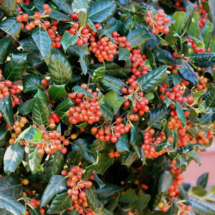 Nellie R. Stevens Holly Live Plant – 6-12" Tall Shrub – 3" Pot – Outdoor Evergreen Nellie R. Stevens Holly Live Plant – 6-12" Tall Shrub – 3" Pot – Outdoor Evergreen - Image 3