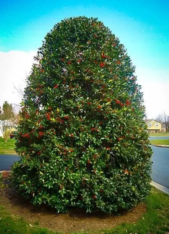Nellie R. Stevens Holly Live Plant – 6-12" Tall Shrub – 3" Pot – Outdoor Evergreen Nellie R. Stevens Holly Live Plant – 6-12" Tall Shrub – 3" Pot – Outdoor Evergreen - Image 4
