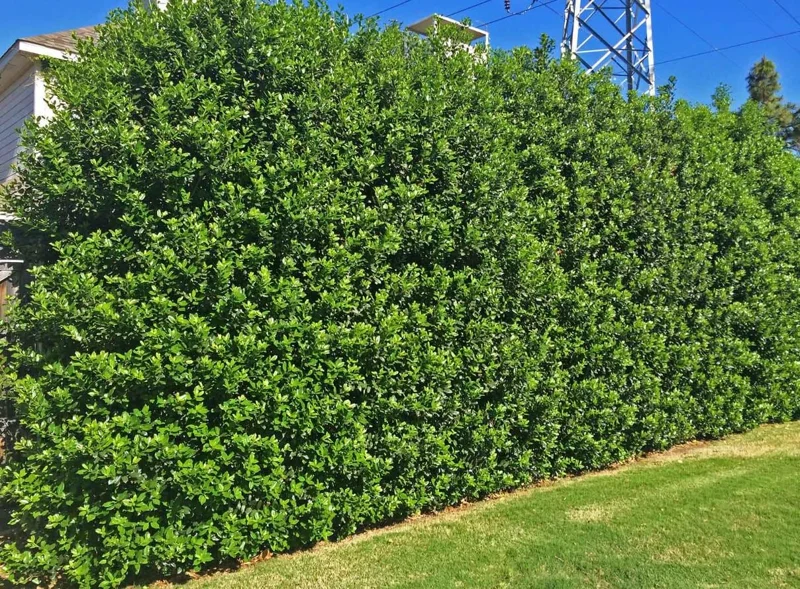 Nellie R. Stevens Holly Live Plant – 6-12" Tall Shrub – 3" Pot – Outdoor Evergreen Nellie R. Stevens Holly Live Plant – 6-12" Tall Shrub – 3" Pot – Outdoor Evergreen - Image 1