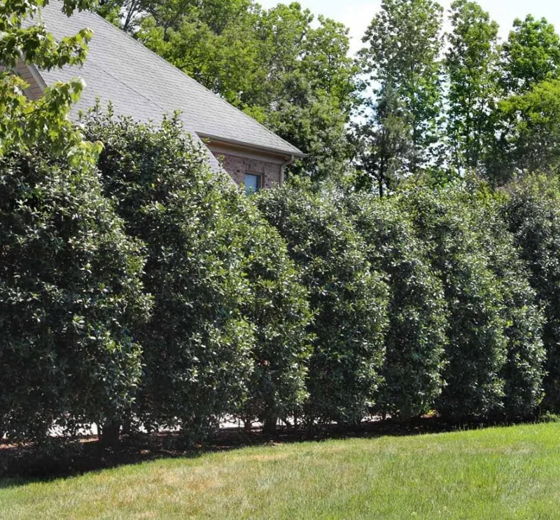 Nellie R. Stevens Holly Live Plant – 6-12" Tall Shrub – 3" Pot – Outdoor Evergreen Nellie R. Stevens Holly Live Plant – 6-12" Tall Shrub – 3" Pot – Outdoor Evergreen - Image 5