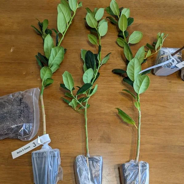 Nellie R. Stevens Holly Live Plant – 6-12" Tall Shrub – 3" Pot – Outdoor Evergreen Nellie R. Stevens Holly Live Plant – 6-12" Tall Shrub – 3" Pot – Outdoor Evergreen - Image 6