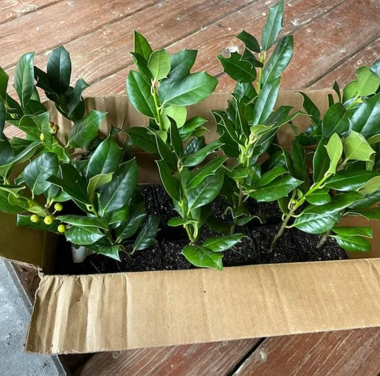 Nellie R. Stevens Holly Live Plant – 6-12" Tall Shrub – 3" Pot – Outdoor Evergreen Nellie R. Stevens Holly Live Plant – 6-12" Tall Shrub – 3" Pot – Outdoor Evergreen - Image 7