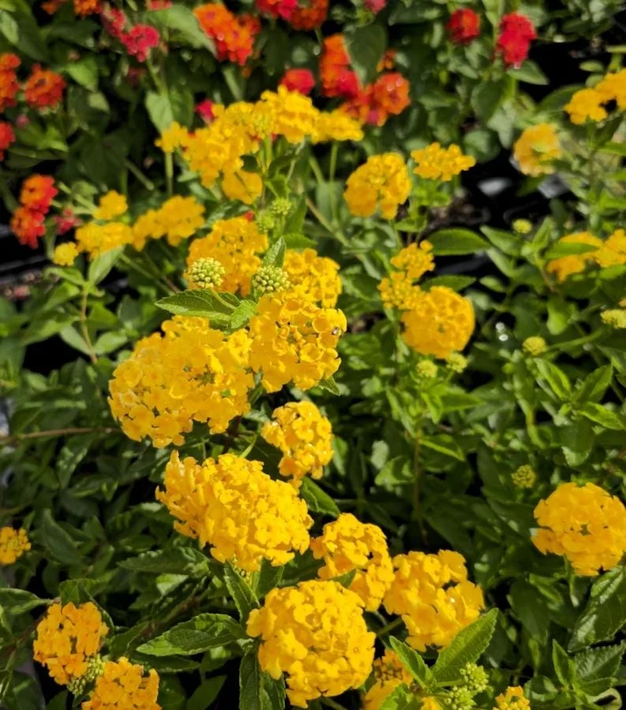 New Gold Lantana Live Plant Set - 2 Plants, 4-6" Tall, Yellow Flowers, Outdoor - Image 2