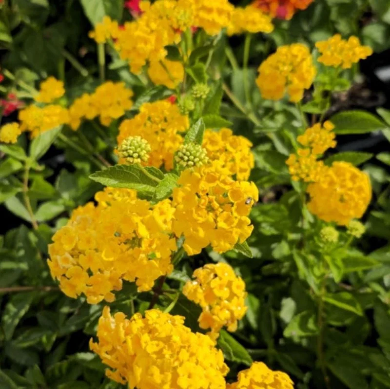 New Gold Lantana Live Plant Set - 2 Plants, 4-6" Tall, Yellow Flowers, Outdoor New Gold Lantana Live Plant Set - 2 Plants, 4-6" Tall, Yellow Flowers, Outdoor - Image 3