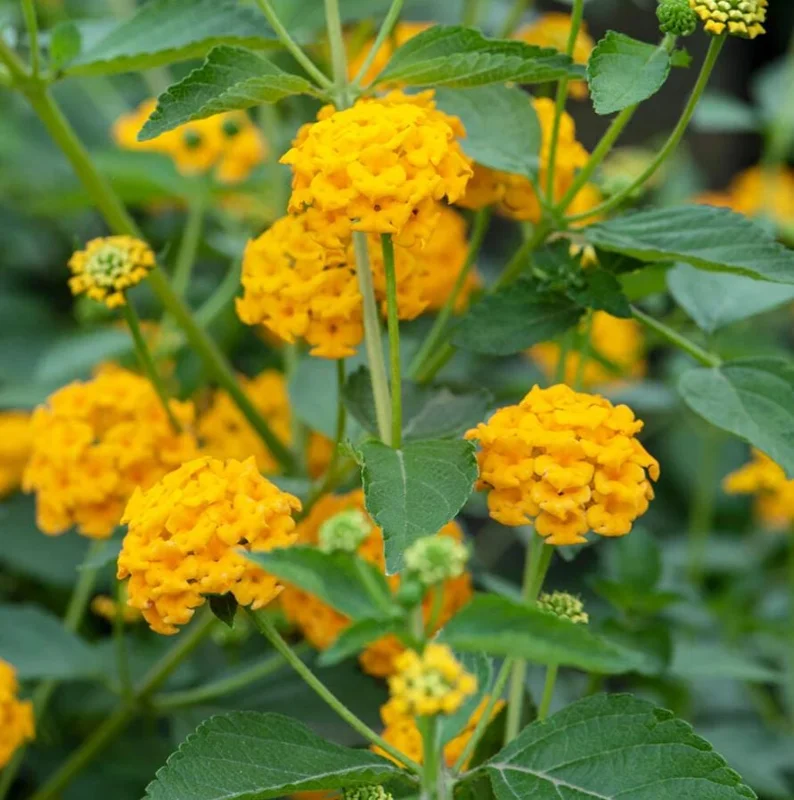 New Gold Lantana Live Plant Set - 2 Plants, 4-6" Tall, Yellow Flowers, Outdoor New Gold Lantana Live Plant Set - 2 Plants, 4-6" Tall, Yellow Flowers, Outdoor - Image 4