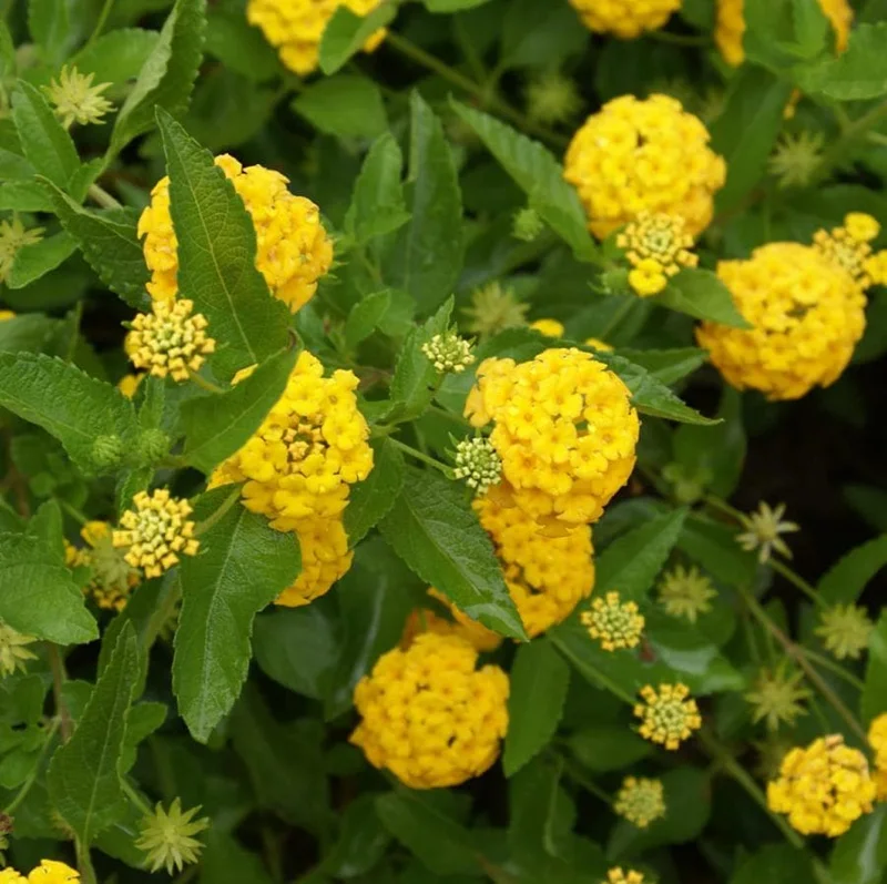 New Gold Lantana Live Plant Set - 2 Plants, 4-6" Tall, Yellow Flowers, Outdoor New Gold Lantana Live Plant Set - 2 Plants, 4-6" Tall, Yellow Flowers, Outdoor - Image 5