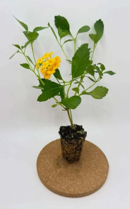 New Gold Lantana Live Plant Set - 2 Plants, 4-6" Tall, Yellow Flowers, Outdoor New Gold Lantana Live Plant Set - 2 Plants, 4-6" Tall, Yellow Flowers, Outdoor - Image 6