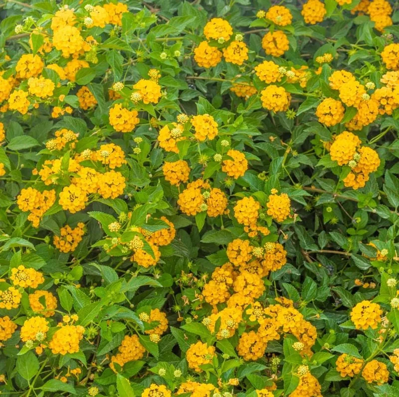 New Gold Lantana Live Plant Set - 2 Plants, 4-6" Tall, Yellow Flowers, Outdoor New Gold Lantana Live Plant Set - 2 Plants, 4-6" Tall, Yellow Flowers, Outdoor - Image 7