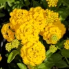 New Gold Lantana Live Plant Set - 2 Plants, 4-6" Tall, Yellow Flowers, Outdoor - Image 1